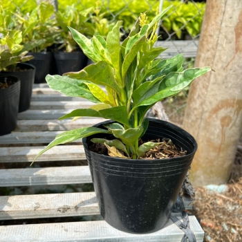 Cây ô rô gân vàng bầu đất